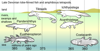 Nel tardo Devoniano, i discendenti dei pesci pelagici con pinne a lobo - come Eusthenopteron - hanno mostrato una sequenza di adattamenti: Panderichthys , adatto alle secche fangose; Tiktaalik con pinne simili ad arti che potrebbero portarlo sulla terraferma; I primi tetrapodi nelle paludi piene di erbacce, come: Acanthostega che aveva piedi con otto dita, Ichthyostega con arti. I discendenti includevano anche specie pelagiche di celacanto con pinne a lobo.