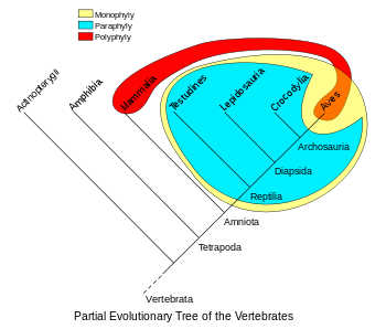 Sammenligning af fylogenetiske grupper, der viser en monofyli (sauropsider), en paraphyli (krybdyr) og en polyfyli (varmblodede dyr)