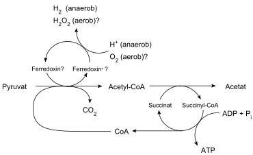 Abb.1: Modelo de síntese de ATP em hidrogenossomos. abb.: CoA = Coenzima A