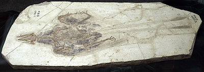 Confuciusornis , vraisemblablement mâle, montrant de longues plumes de queue à droite