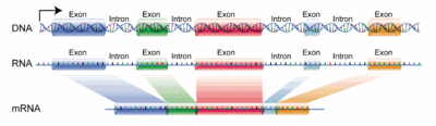 Den normale måde, hvorpå exoner forbindes under RNA-behandling. En gruppe af RNA- og proteinunderenheder, kaldet et spliceosom, fjerner introner fra et transskriberet præ-mRNA-segment. Denne proces kaldes splejsning.
