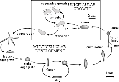 Dictyostelium'un yaşam döngüsü