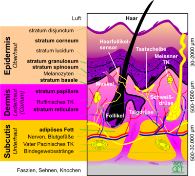 Structure of the skin