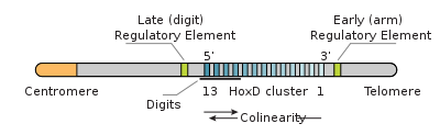 einfaches Kollinearitätsdiagramm