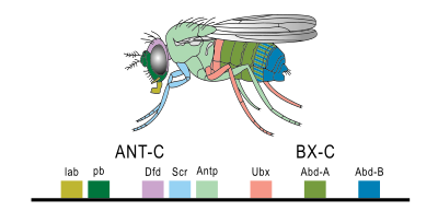 Homeobox-Genexpression in Drosophila melanogaster