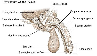 Eine Zeichnung, die die innere Struktur des Penis zeigt