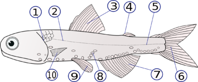Η ανατομία του Lampanyctodes hectoris 1. operculum (κάλυμμα βράγχιων) 2 &amp; 5. πλευρική γραμμή 3. ραχιαίο πτερύγιο 4 παχύ πτερύγιο 6. ουραίο πτερύγιο 7. πρωκτικό πτερύγιο 8. φωτοφόρα 9. πυελικά πτερύγια ζευγαρωτά 10. θωρακικά πτερύγια (ζευγαρωτά)