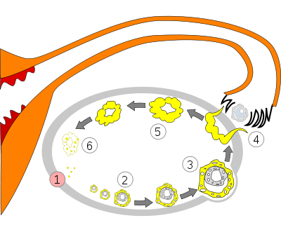 Processes within the ovary during the menstrual cycle: 1 Menstruation2 Maturing follicle3 Mature follicle4 Ovulation5 Corpus luteum6 Regression of the corpus luteum