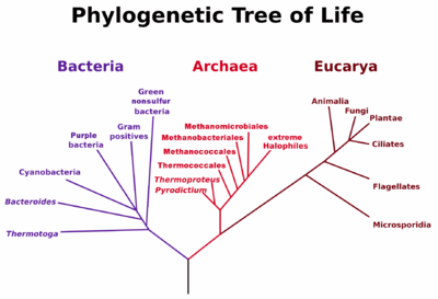 Árbol filogenético de la vida (Carl Woese). Los virus no aparecen aquí porque no se sabe cómo se relacionan con los otros tres reinos de la vida