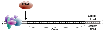 Diagram sederhana inisiasi transkripsi. RNAP = RNA polimerase