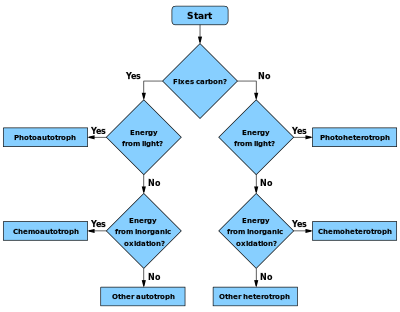 Stroomschema om te bepalen of een soort autotroof, heterotroof of een subtype is  
