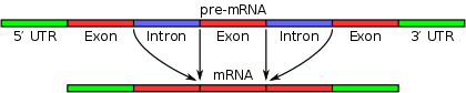 Een spliceosoom verwijdert introns uit een getranscribeerd pre-mRNA segment (boven). Dit wordt 'splicing' genoemd. Nadat de introns zijn verwijderd (onderzijde), is de rijpe mRNA-sequentie klaar voor vertaling.
