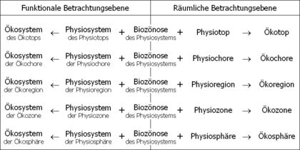 Construction of ecosystems on a functional and spatial level of observation