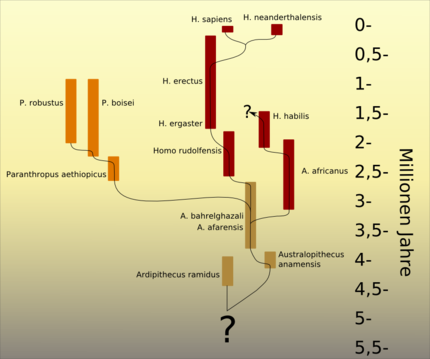 Hypothesis on the relationship of the Australopithecus and Homo species, as advocated by Friedemann Schrenk, for example, on the basis of current findings.
