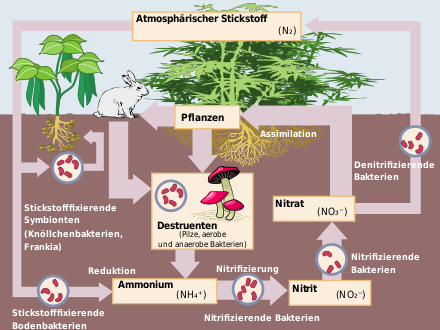 The nitrogen cycle