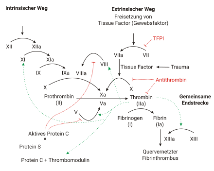 The coagulation cascade