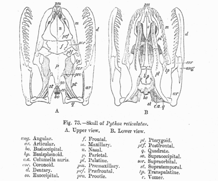 Skull bones and rows of teeth of a python