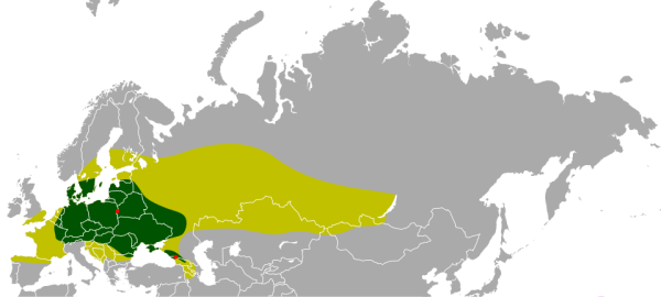 Historical distribution of Eurasian forms; distribution of bison up to the High Middle Ages in dark green, relict population in the 20th and 21st century in red; light green the early Holocene distribution of Eurasian bison (wisent and steppe bison) from the early post-glacial period to antiquity.