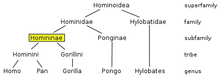 Arbre évolutif de la superfamille des Hominoidea