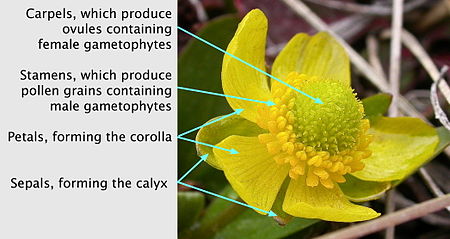 Flor de Ranunculus glaberrimus  