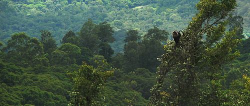 Macaco dalla coda di leone nelle colline di Anamalai