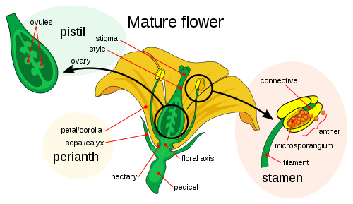 Diagram af blomst, skåret op for at vise delene  