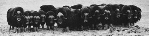 Muskoxen in formazione difensiva, con le corna spalancate e molto attenti