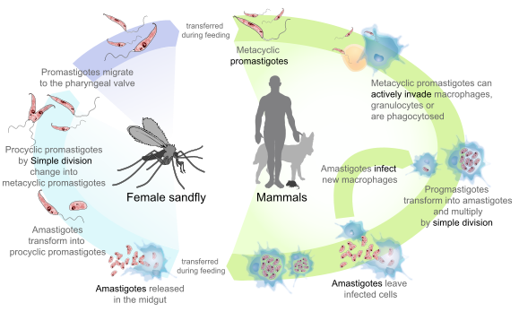 Cykl życiowy Leishmania