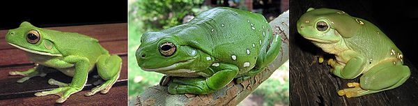 Katak Pohon Berbibir Putih (kiri), memiliki garis-garis putih di sepanjang rahangnya. Katak pohon hijau (tengah). Katak pohon yang luar biasa (kanan), memiliki kelenjar parotoid yang besar, yang berada di atas timpanum.