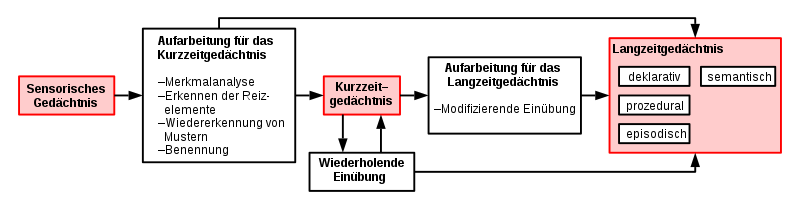 Mehrspeichermodell des menschlichen Gedächtnisses