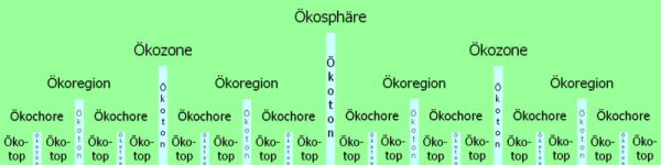 Hierarchical construction principle of the biosphere (ecosphere). Transitions between neighbouring ecotopes etc. are called ecotones.