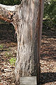 Eucalyptus cinerea x pulverulenta – National Botanical Gardens Canberra