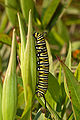The caterpillar of a monarch butterfly