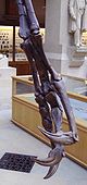 Struthiomimus přední končetina, ukazující drápy