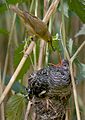 A reed warbler feeding a baby cuckoo