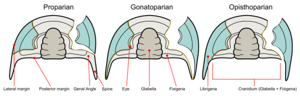 Propare (left), gonatopare (middle) and opisthopare (right) facial suture in comparison