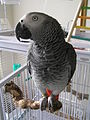 The African grey parrot is a renowned talker.