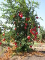 Plant of pomegranate with fruits