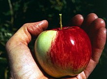 Mărul sălbatic Malus sieversii în Kazahstan  