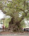 Crete's biggest Platanus (P. orientalis) is about 2.500 years old