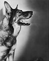 Rin Tin Tin another of the earliest canine movie stars