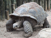 Želva velikanka Aldabra