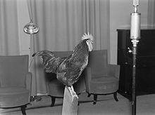 Elävä kukko, jota käytettiin äänitehosteena radio-ohjelmassa 1930-luvulla.  