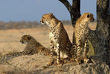 Cheetahs
