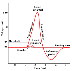 Benaderend diagram van een typische actiepotentiaal  