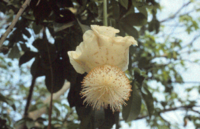 Africký baobab (opylovaný netopýry)