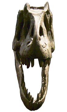 Allosaurus-Schädelabguss in Vorderansicht im Museum für Naturkunde, Berlin