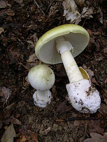 Amanita