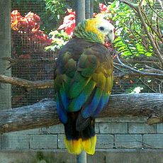 En el Jardín Botánico, Kingstown, San Vicente  