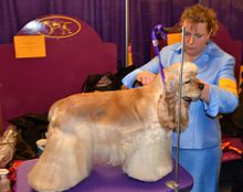 Mooi gekamde Amerikaanse Cocker Spaniel op een tentoonstelling voor honden  